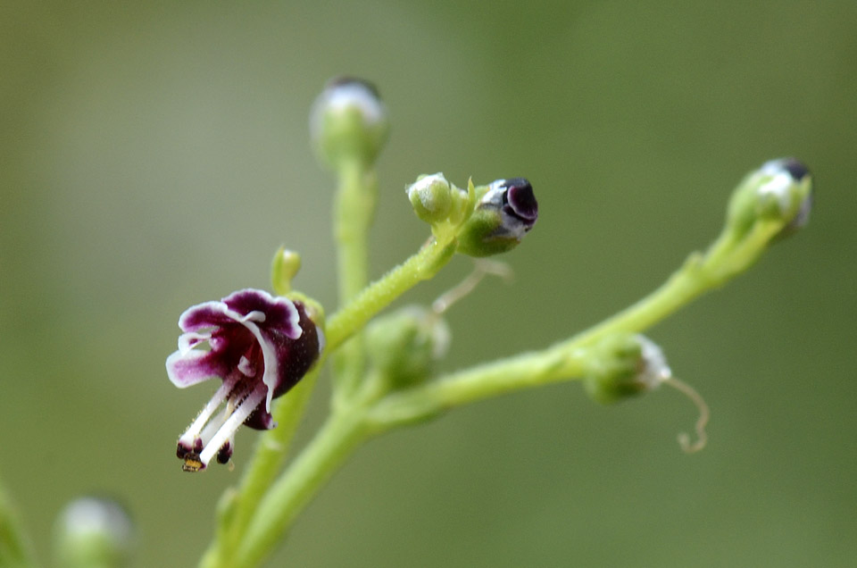 Scrophularia canina / Scrofularia comune